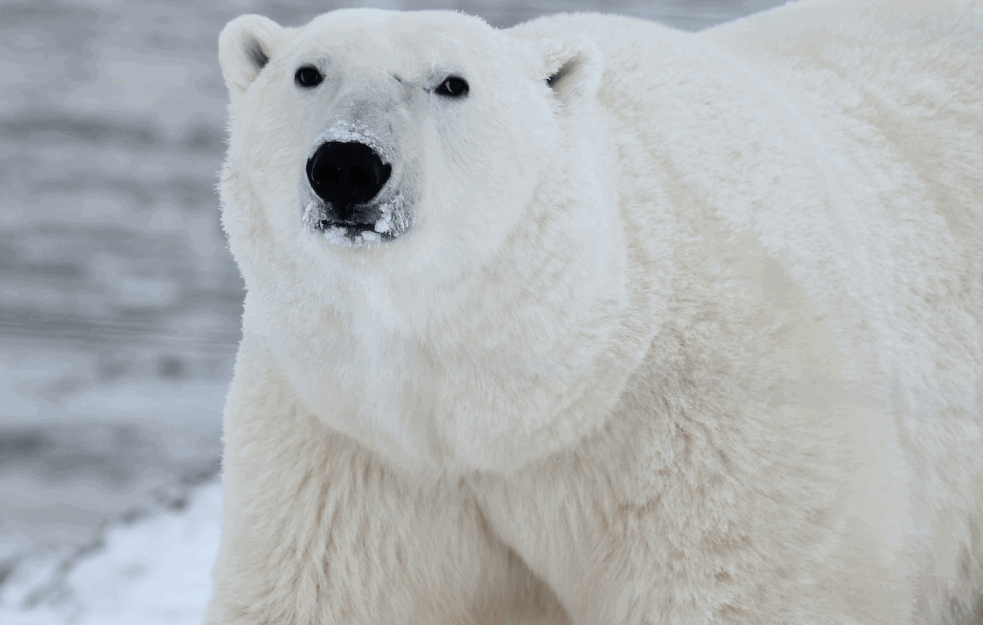 UBIJA IH GLOBALNO <span style='color:red;'><b>ZAGREVANJE</b></span>: Kanadski polarni medvedi umiru u velikom broju